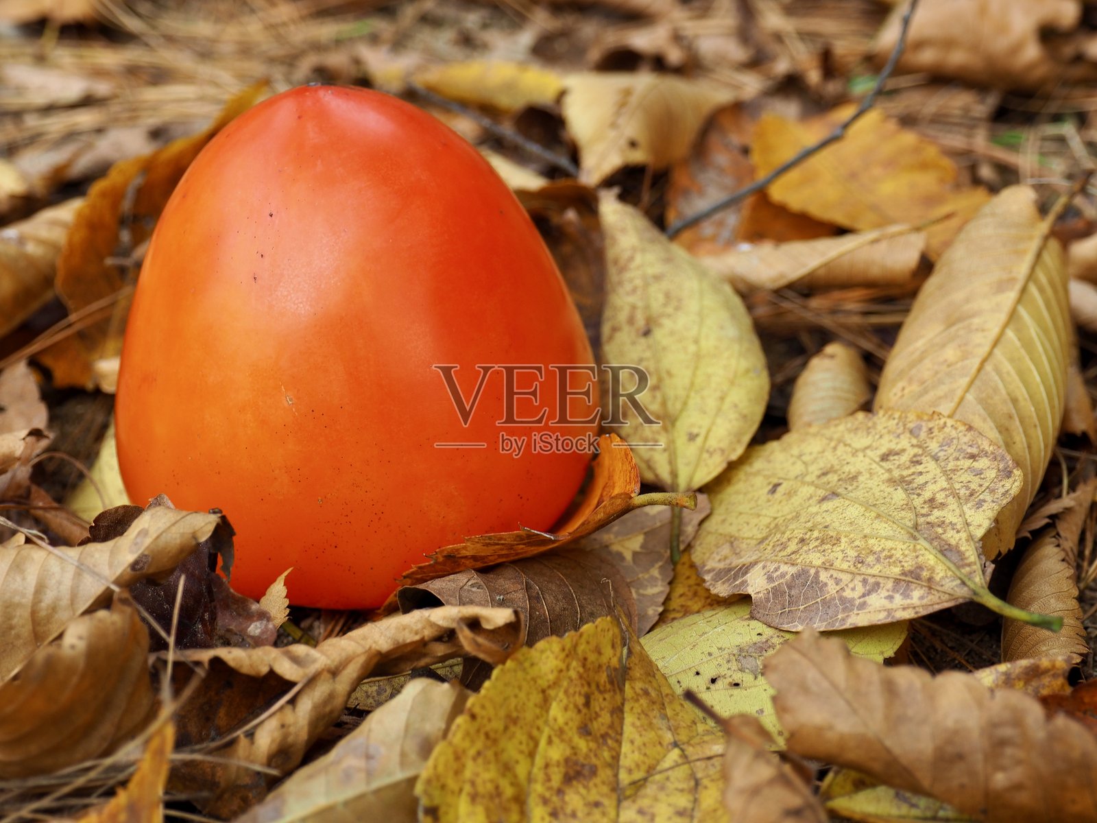 新鲜有机水果 熟透的柿子和落叶照片摄影图片