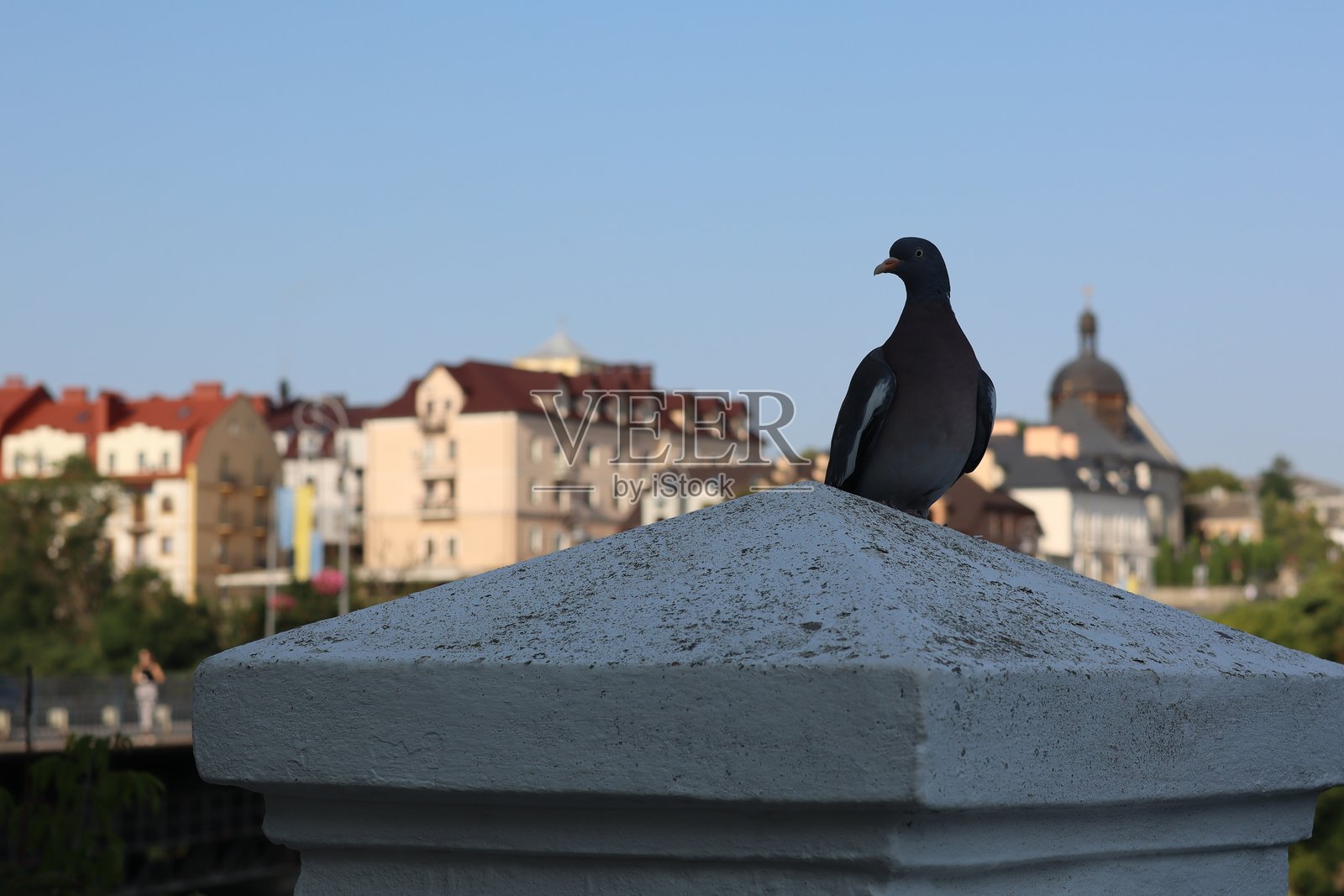 鸽子栖息在石头平台上，俯瞰着阳光明媚的小镇照片摄影图片