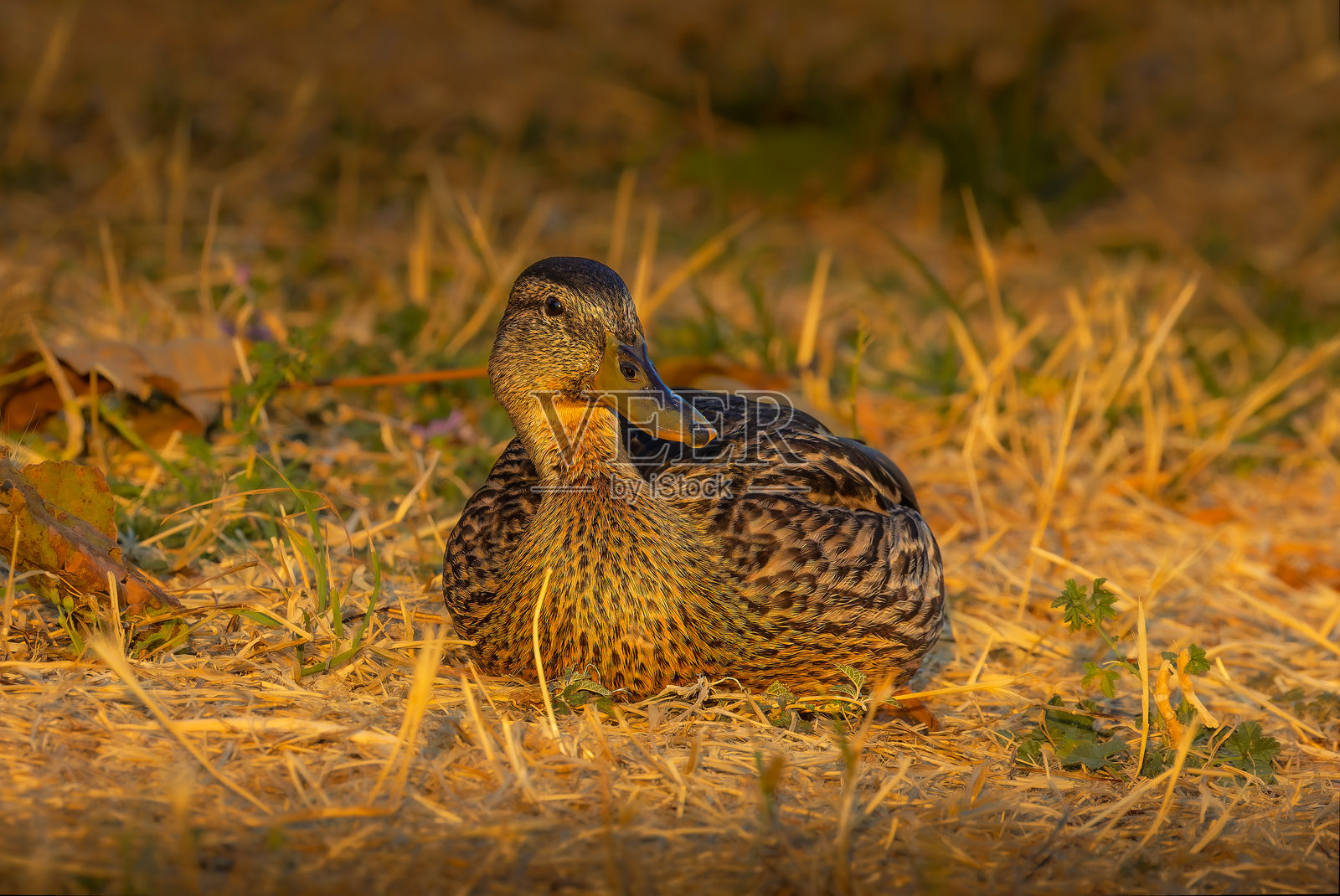 晨光中的野鸭照片摄影图片