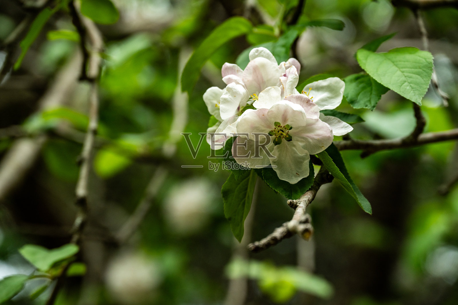 一团白色花朵隐藏在茂密森林的树枝间照片摄影图片