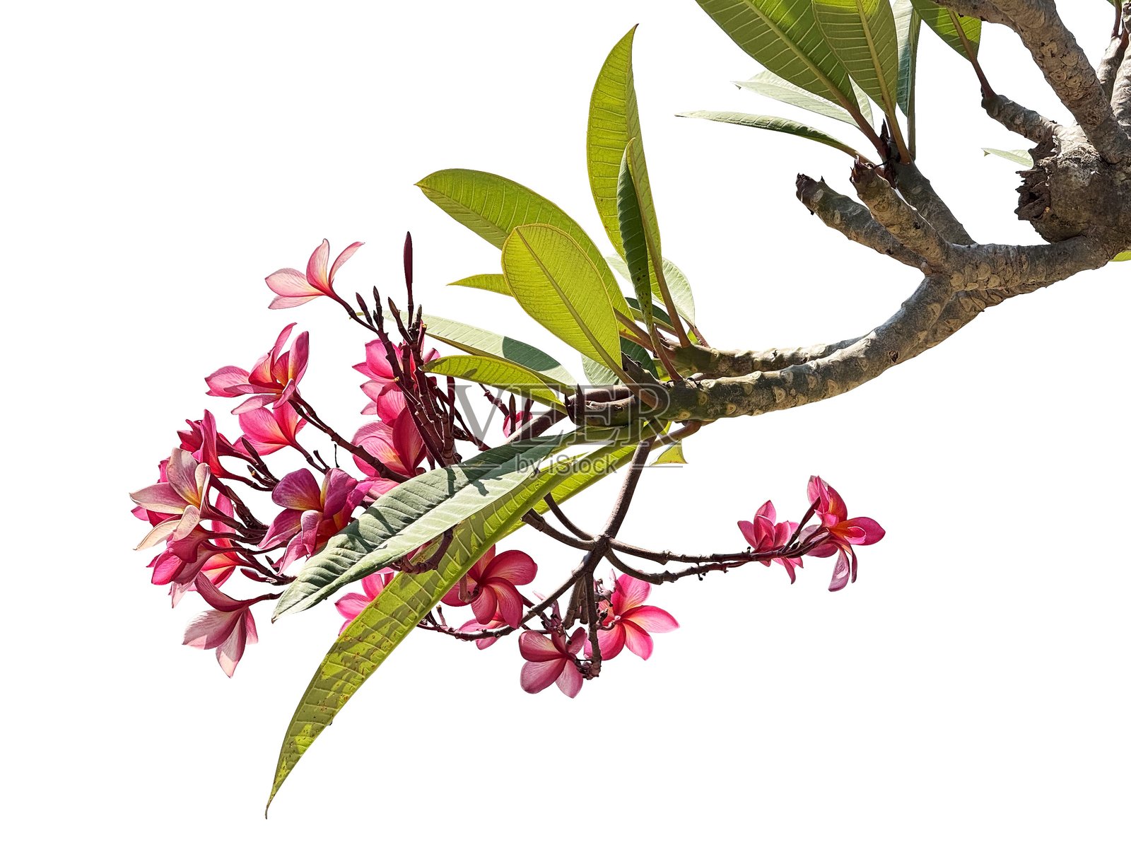 粉色夹竹桃树枝孤立图像照片摄影图片