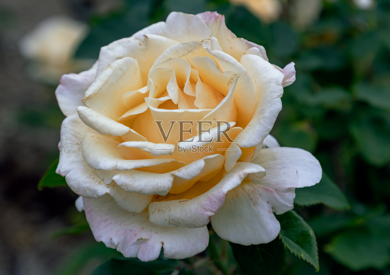 美丽的黄色玫瑰花“生日快乐”在绿色叶子背景上。照片摄影图片