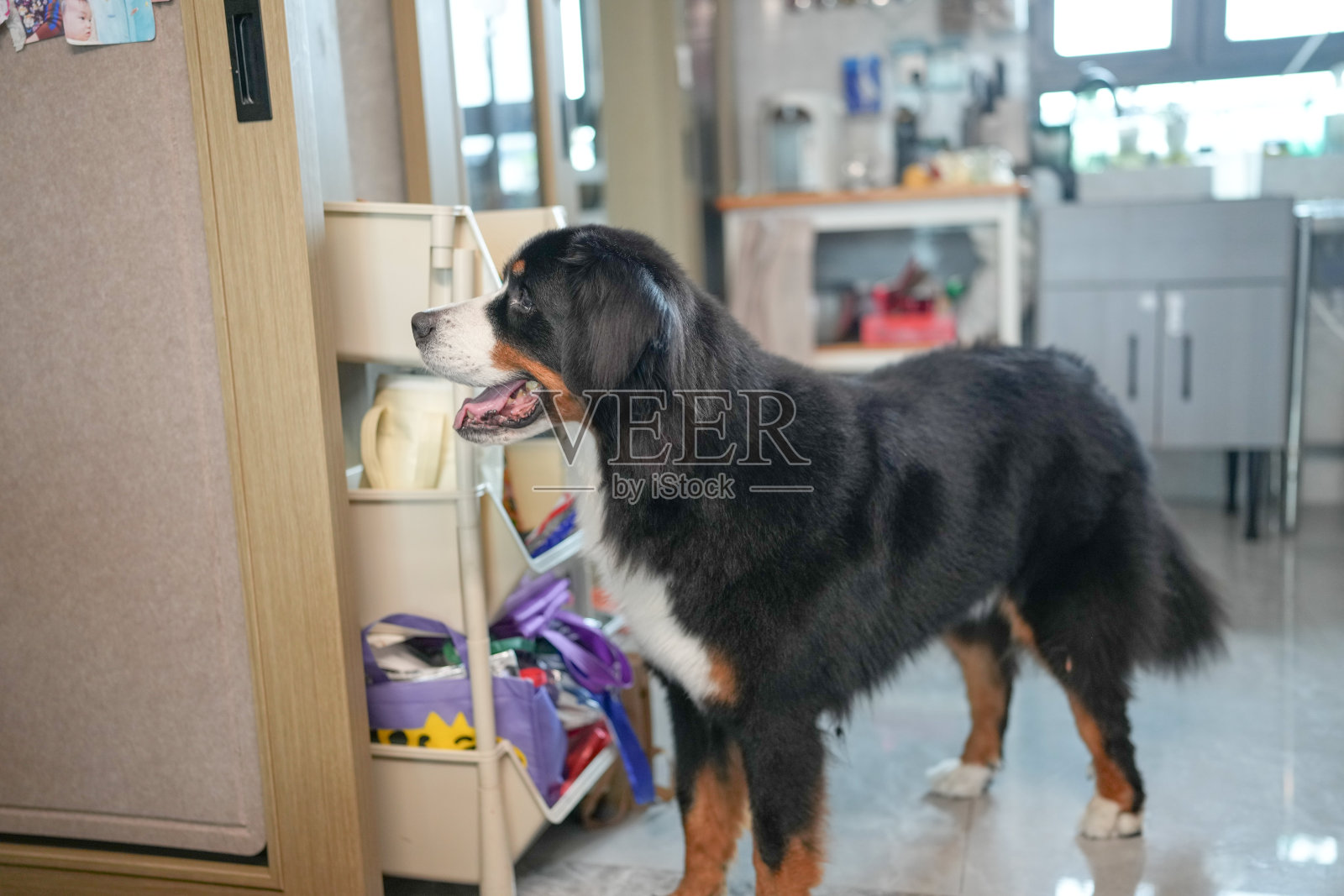 中国家庭在客厅聚集，三十多岁的母亲在厨房里做饭，山地伯恩犬在她脚边乞求，尾巴摇摆着期待。春天。上海。中国。照片摄影图片