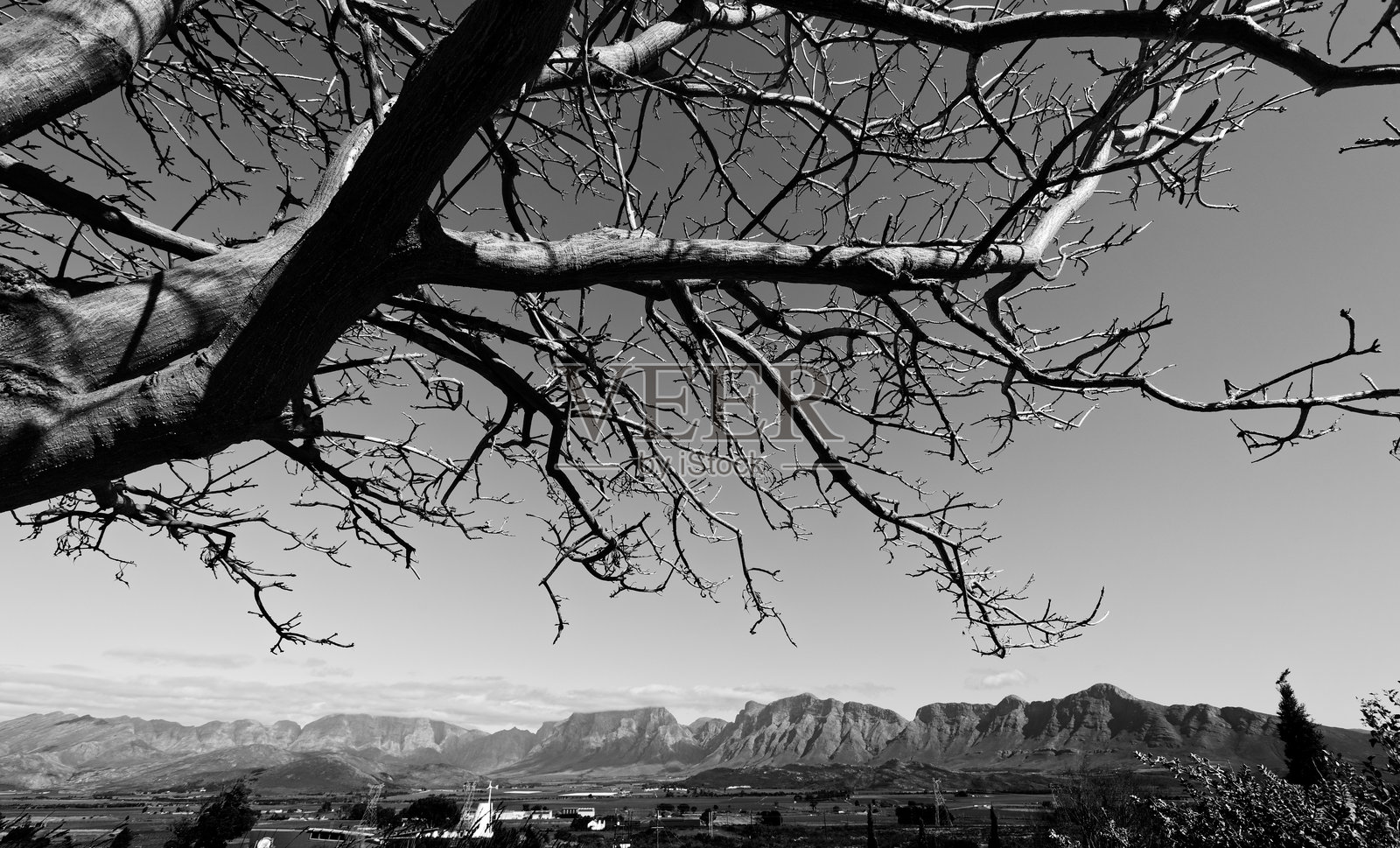 一张黑白照片，展示了树枝和远处的山脉。照片摄影图片
