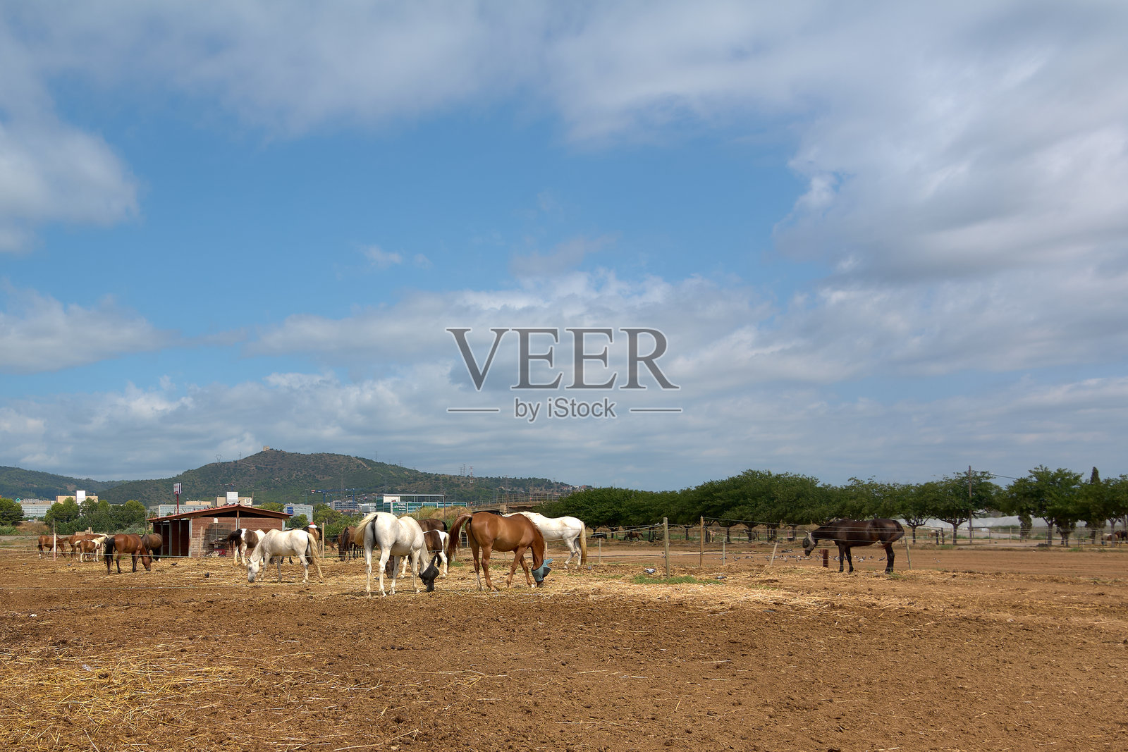 马在阳光明媚的草地上吃草。照片摄影图片
