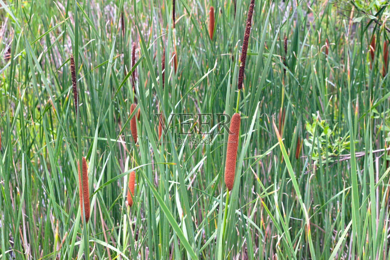 肥溪小径旁的香蒲照片摄影图片