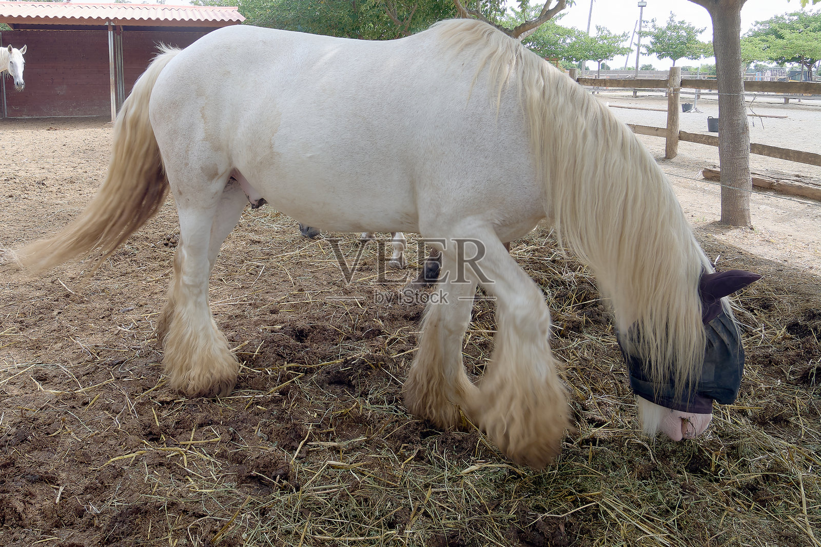 城市边缘的马在吃草。照片摄影图片