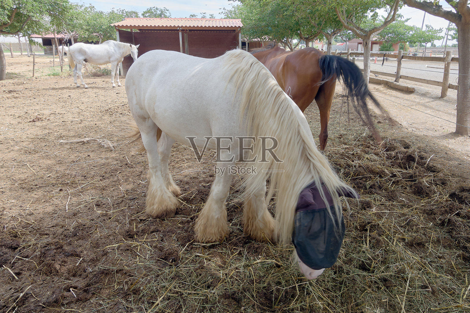 阳光明媚的城市农场生活。照片摄影图片
