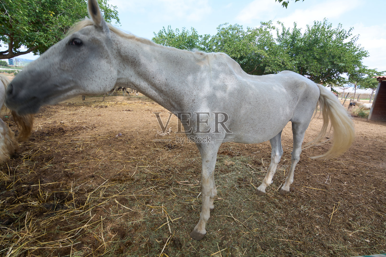 白马在干燥的田野上吃草照片摄影图片