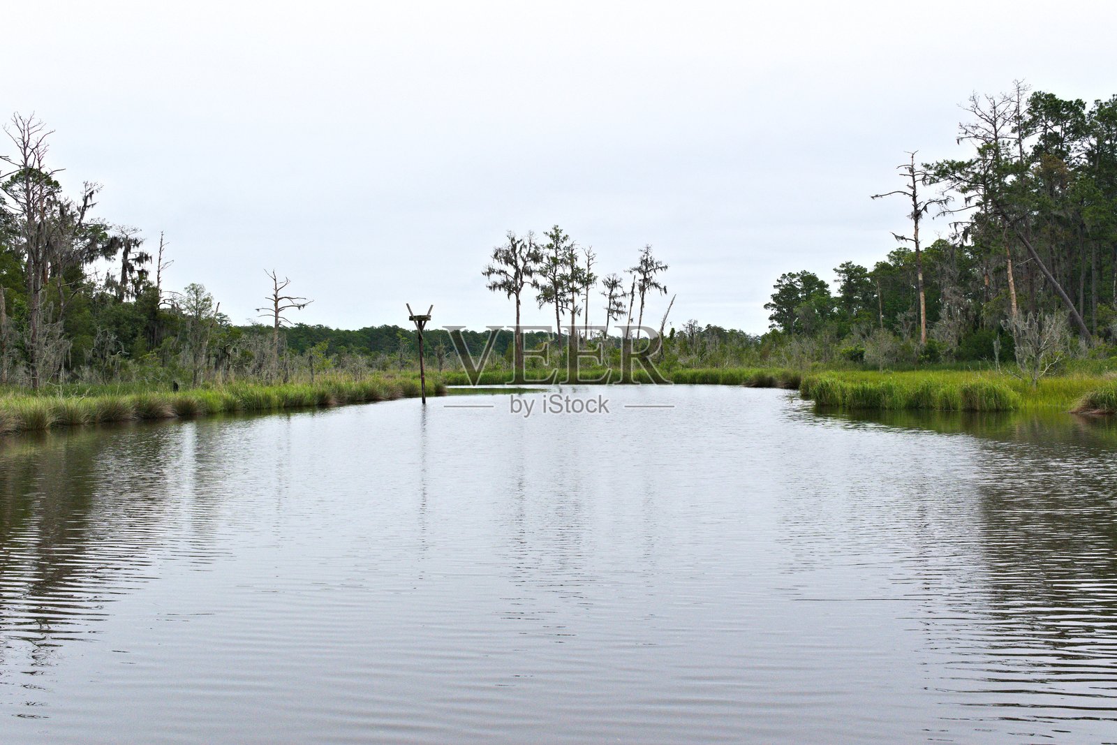 小溪蜿蜒穿过沼泽草丛照片摄影图片