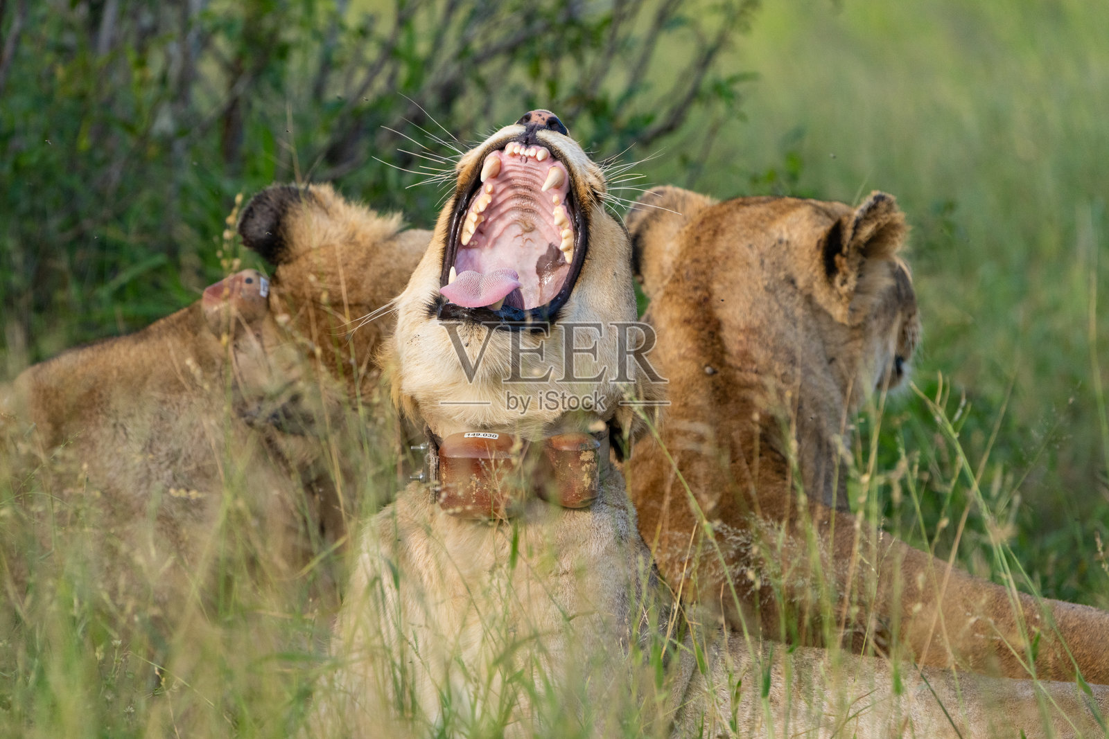 三只狮子母在绿草上卧着，其中一只正在打哈欠，露出牙齿。克鲁格国家公园。照片摄影图片