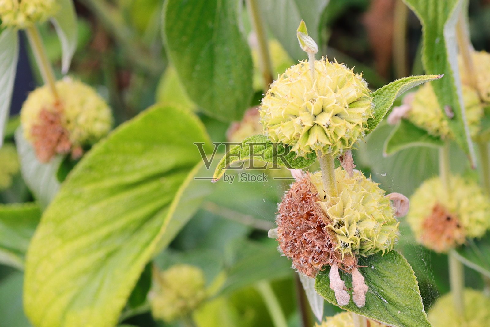夏季初期过渡到秋季 - 耶路撒冷鼠尾草，部分开花，部分结籽照片摄影图片
