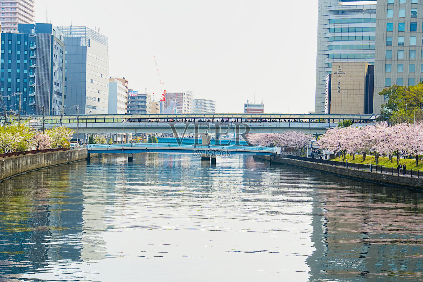 宁静的樱花沿着大阪城京桥步道绽放。照片摄影图片
