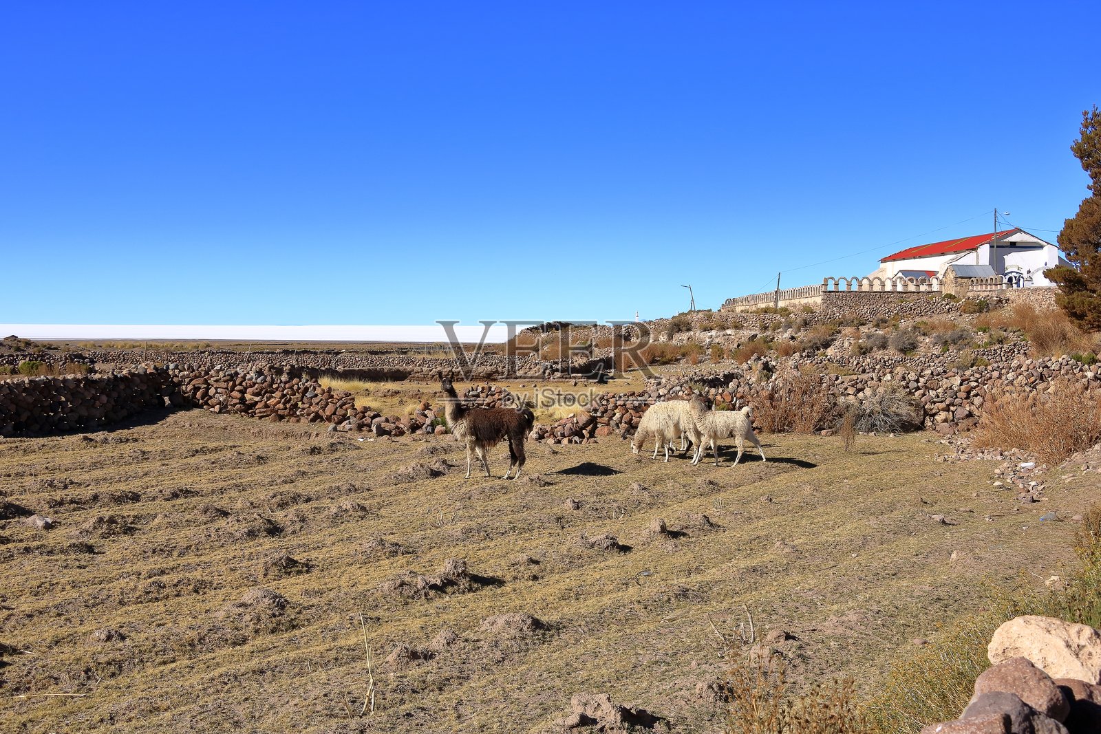 玻利维亚塔华村附近的乌尤尼盐沼照片摄影图片