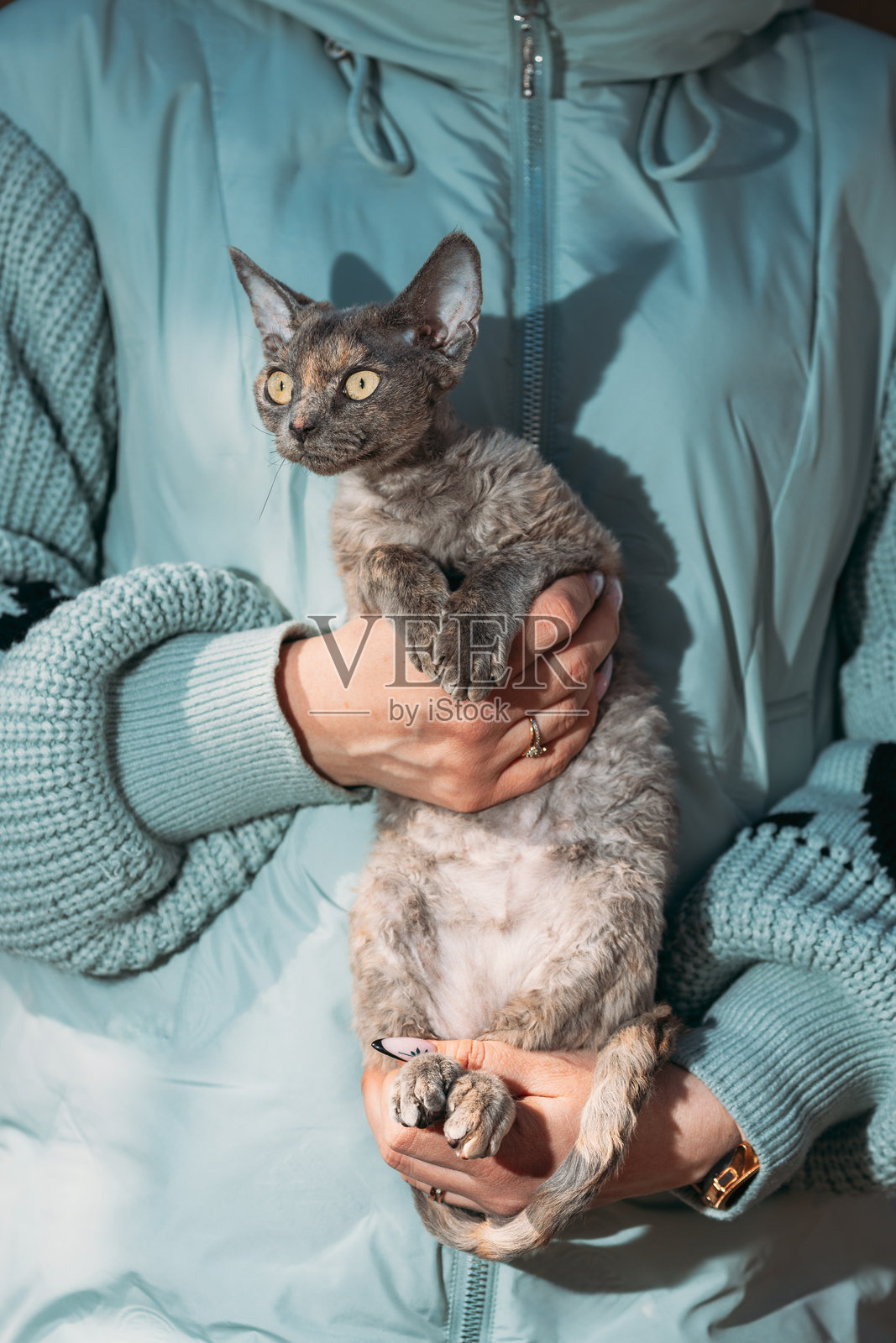 听话的德文卷毛猫，棕灰色毛发，坐在手上。好奇、顽皮、有趣、可爱的德文卷毛猫。猫咪肖像。黄色猫眼。令人惊叹的快乐宠物。宠物友谊概念。照片摄影图片