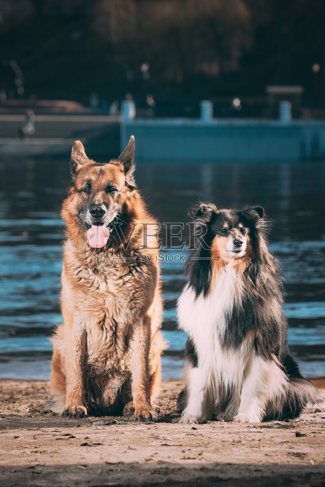 阿尔萨斯狼犬和三色粗毛牧羊犬在公园里一起坐着。搞笑的苏格兰牧羊犬、长毛牧羊犬、英格兰牧羊犬、拉西犬。照片摄影图片