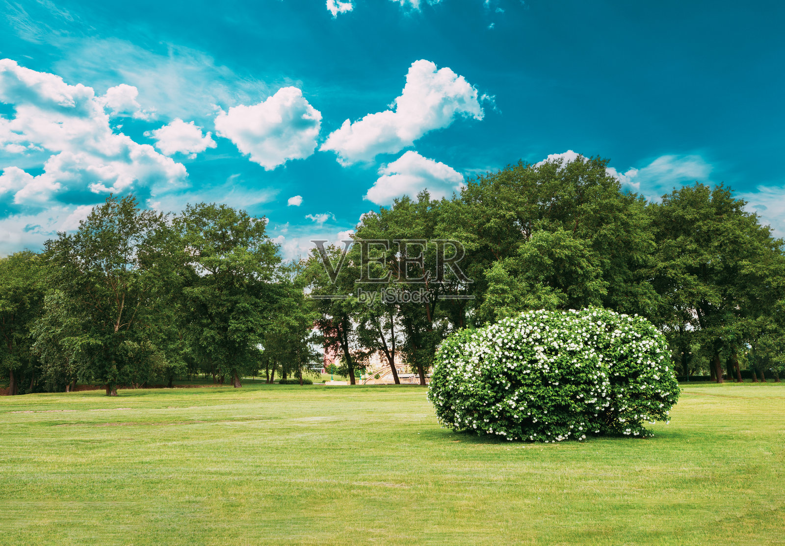 城市公园修剪整齐的草坪。城市花园中的茂盛灌木。阳光明媚的夏季风景。照片摄影图片