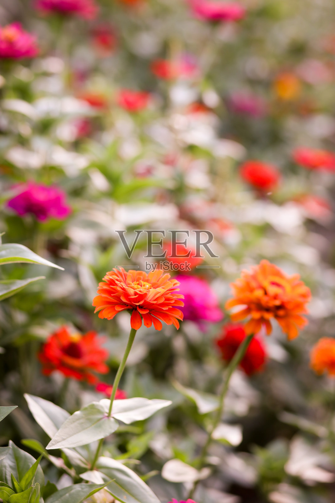 百日草照片摄影图片