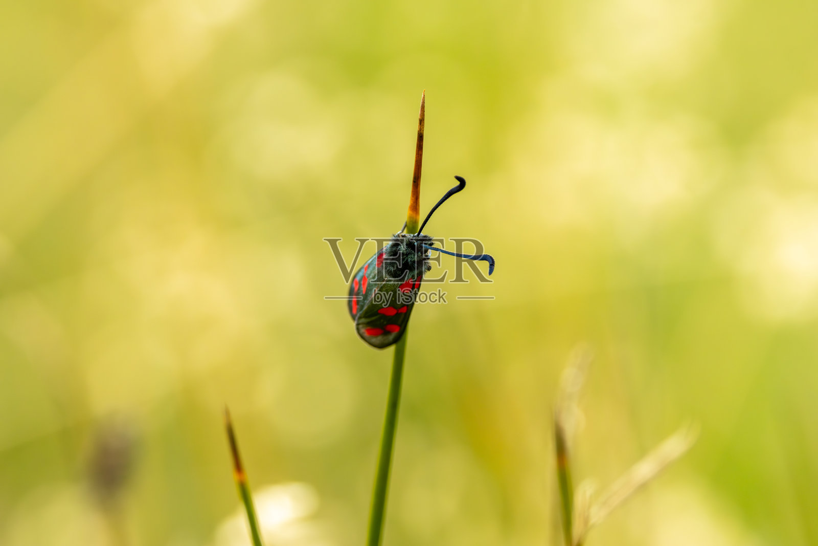 六斑火蛾（Zygaena filipendulae），常见于欧洲的草地和沿海地区。照片摄影图片