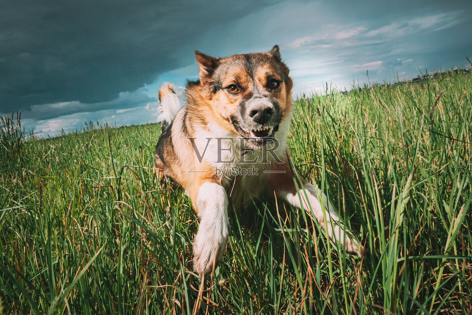愤怒的攻击性狗在绿色草地上奔跑，镜头捕捉到这一瞬间照片摄影图片