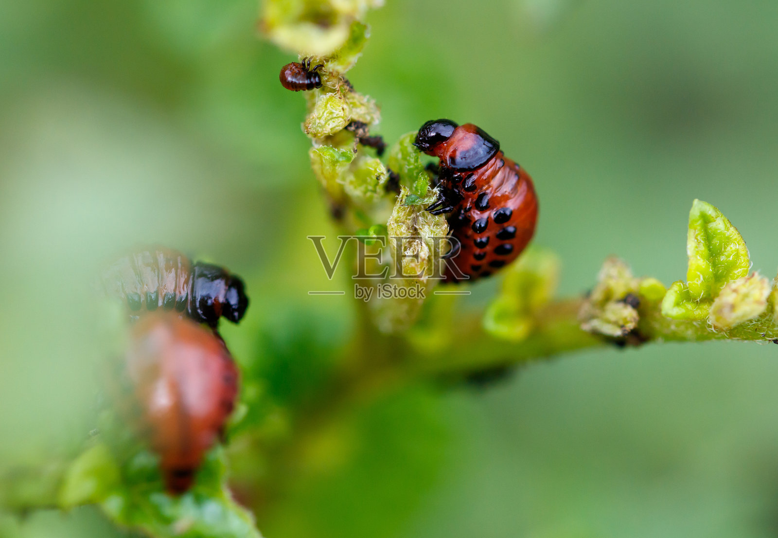 科罗拉多土豆甲虫在吃叶子。微距摄影照片摄影图片