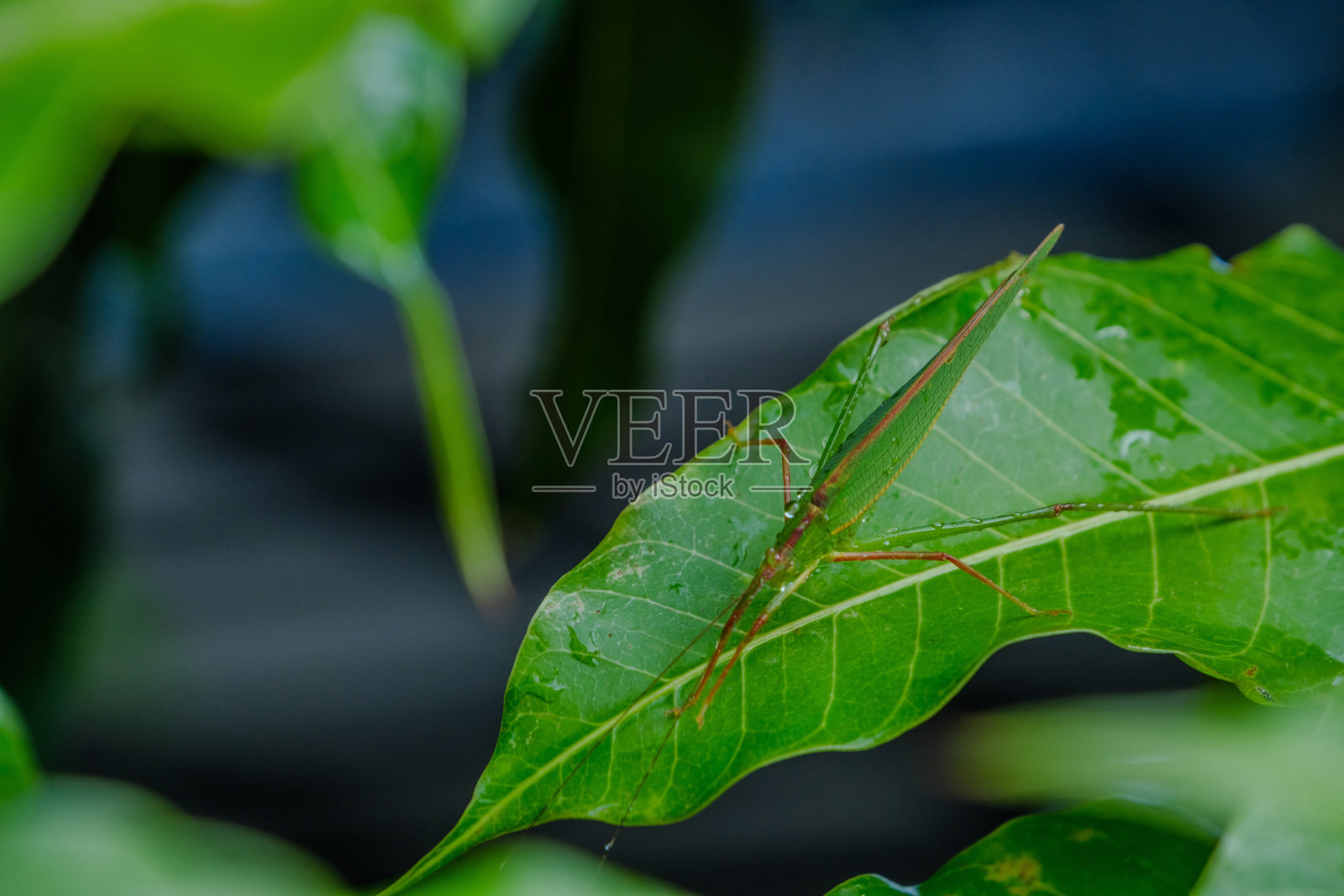 绿色的蚂蚱停在阳光下的绿叶上照片摄影图片