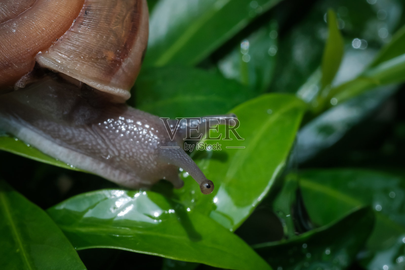 白色空白化妆品塑料挤压管的平面直拍，带有封闭的黑色盖子，背景为白色，带有抠图路径。照片摄影图片