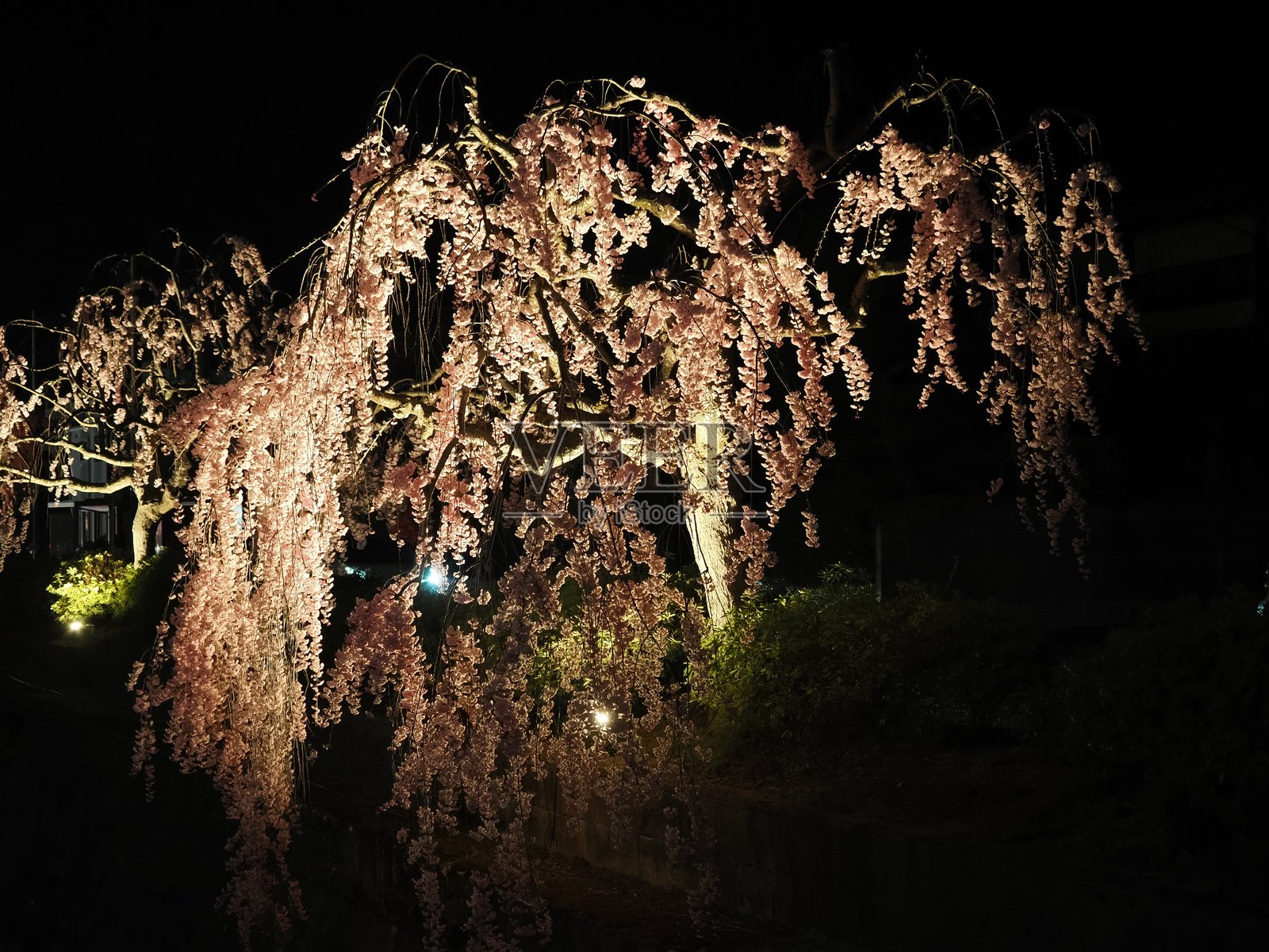 天童的垂枝樱花照片摄影图片