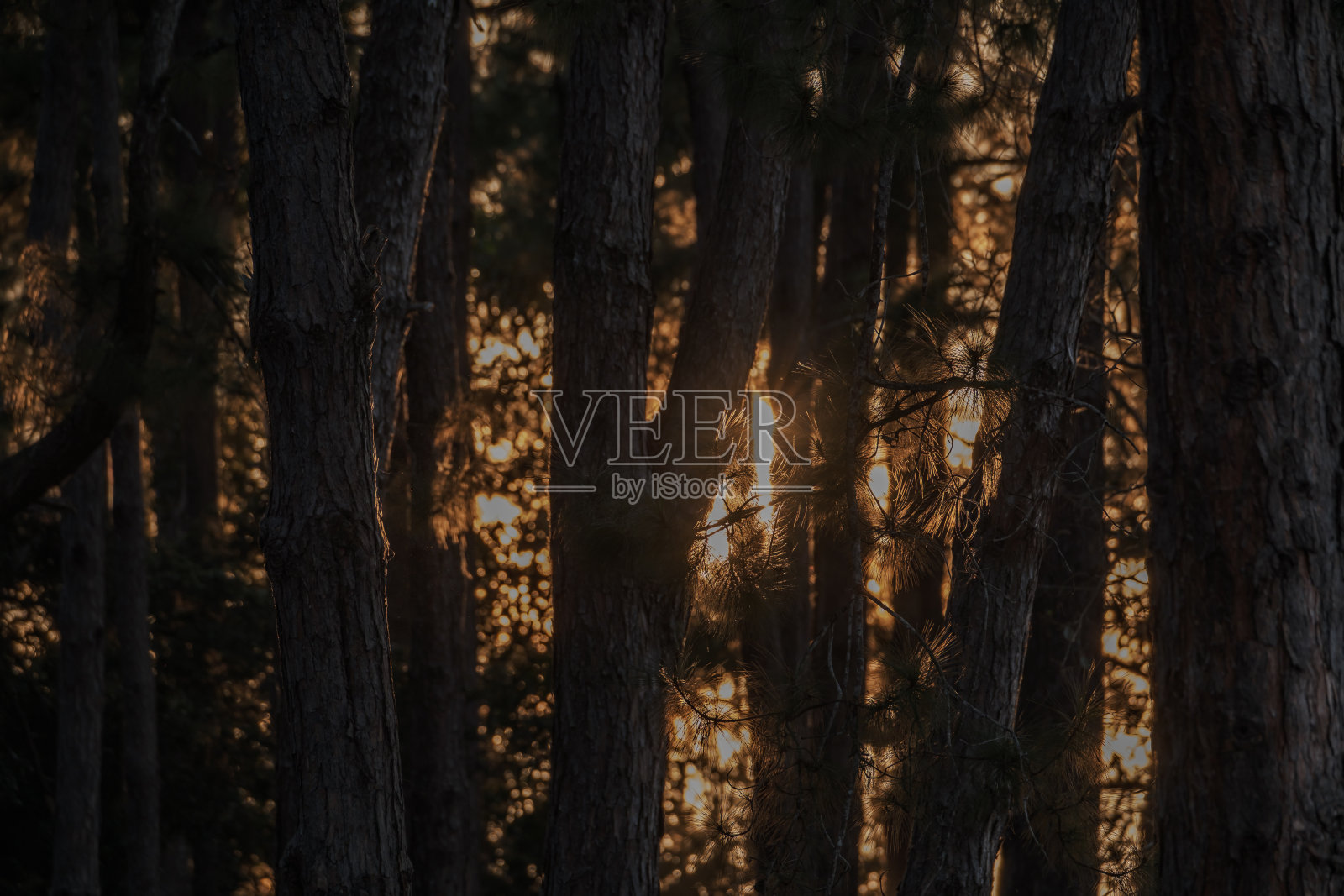 黄昏的金色阳光透过许多棕色树干洒在树林中照片摄影图片