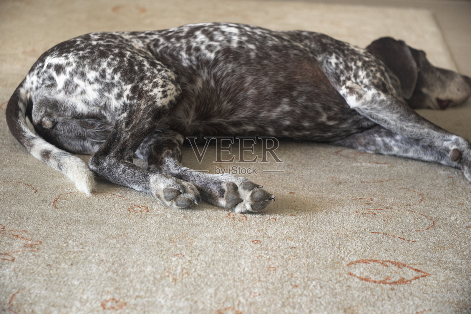 短毛指示犬在地毯上休息照片摄影图片