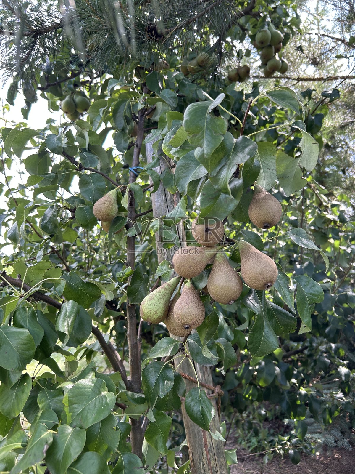 树上成熟的梨子等待收获照片摄影图片