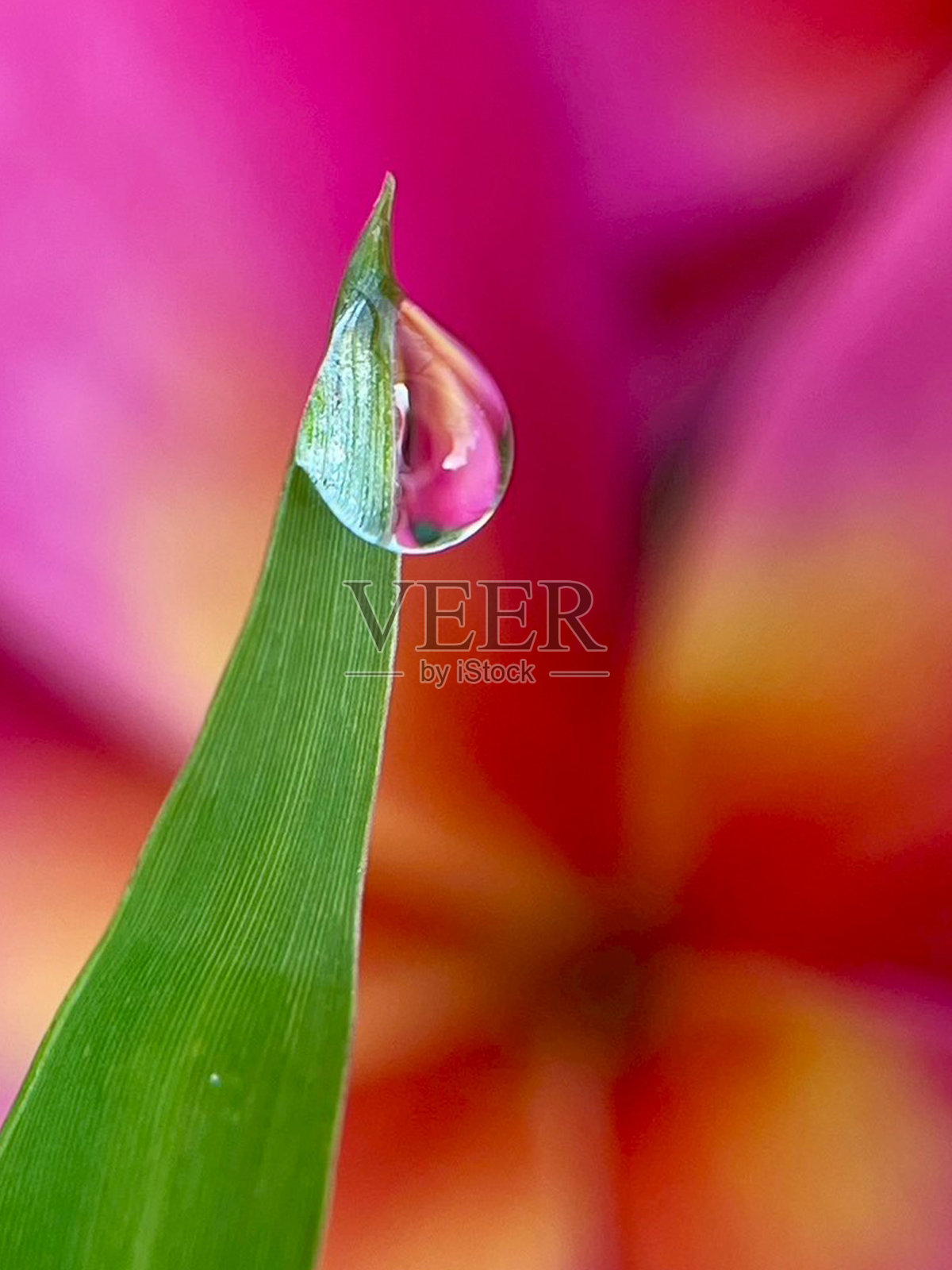 草上的露珠照片摄影图片
