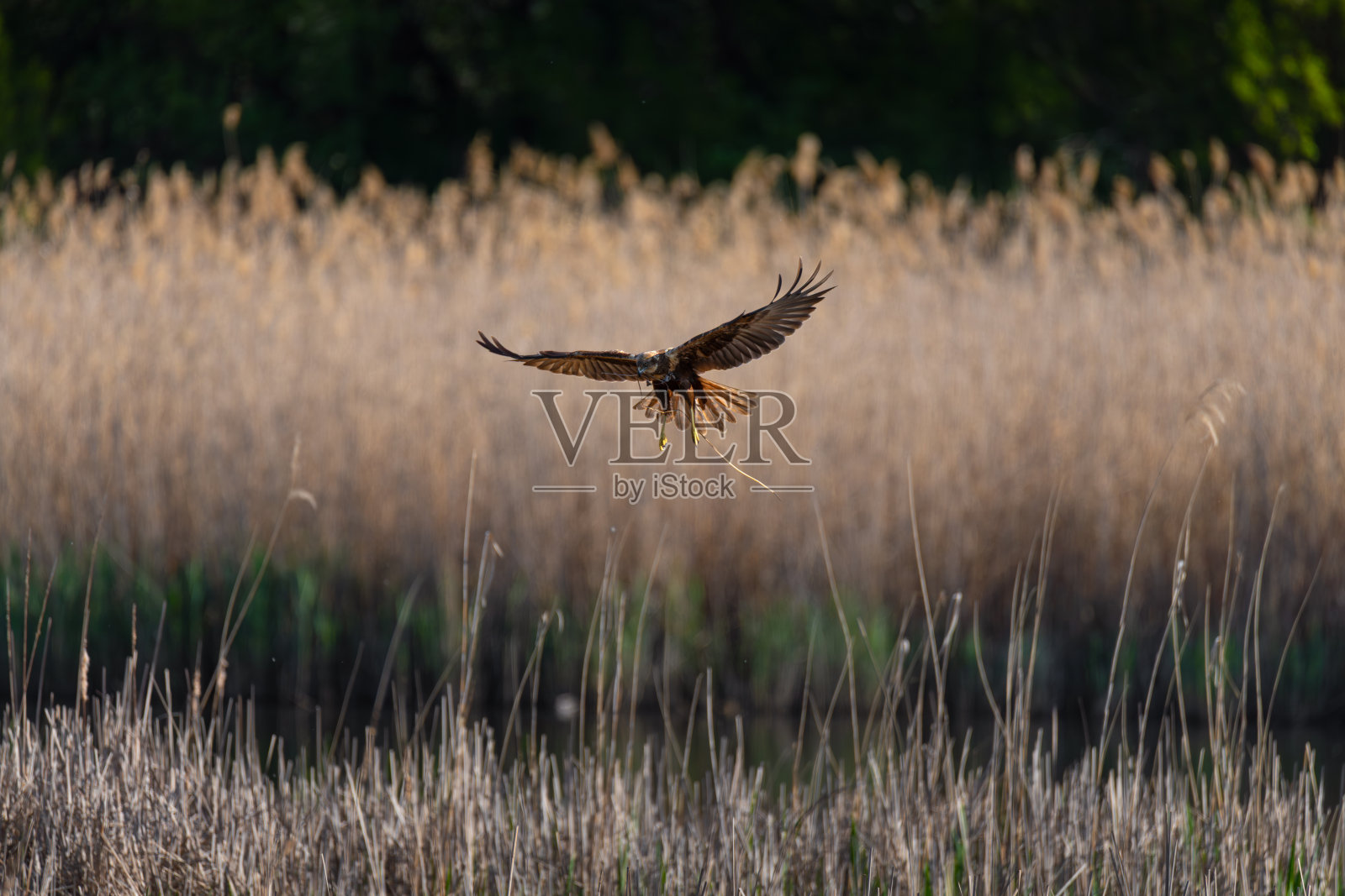 在芦苇覆盖的景观上空飞翔的沼泽苍鹰照片摄影图片