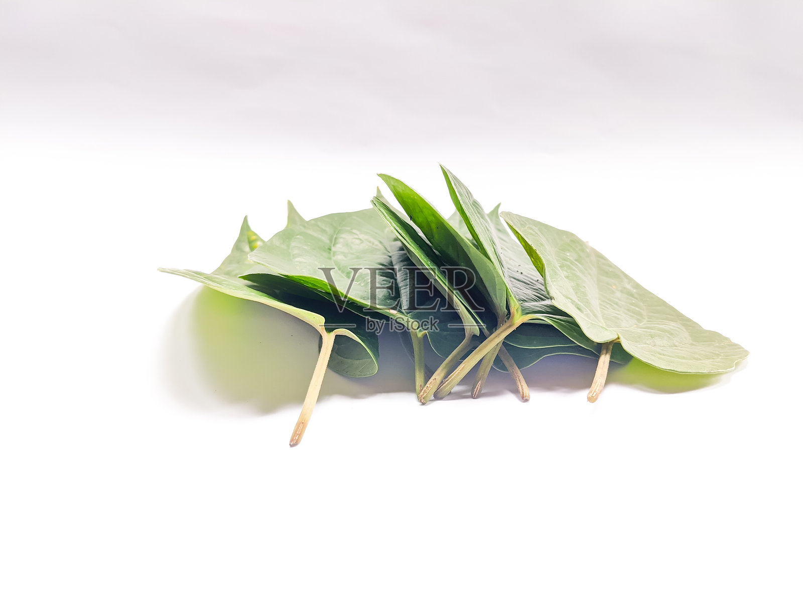 白色背景上的槟榔叶照片摄影图片