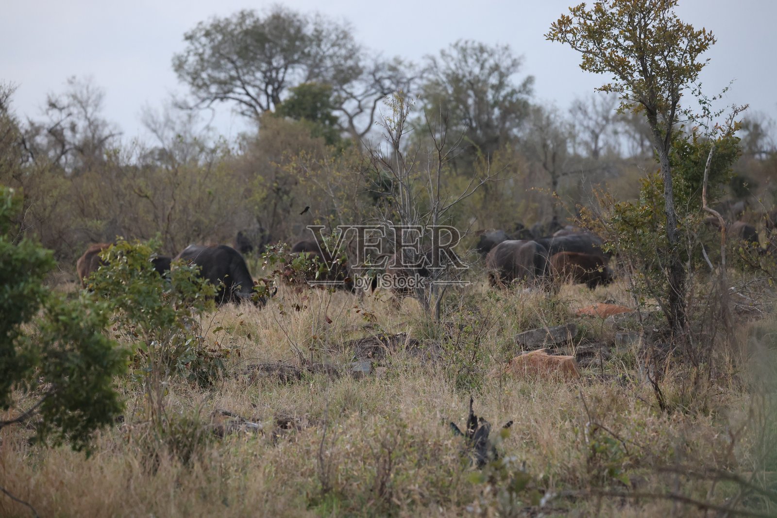 非洲大象在非洲灌木丛中照片摄影图片