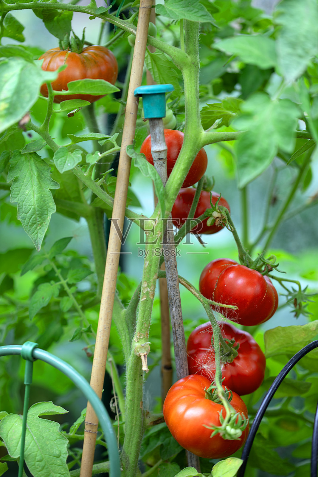 2025年8月成熟的科斯托卢托·菲奥伦蒂诺番茄串。照片摄影图片