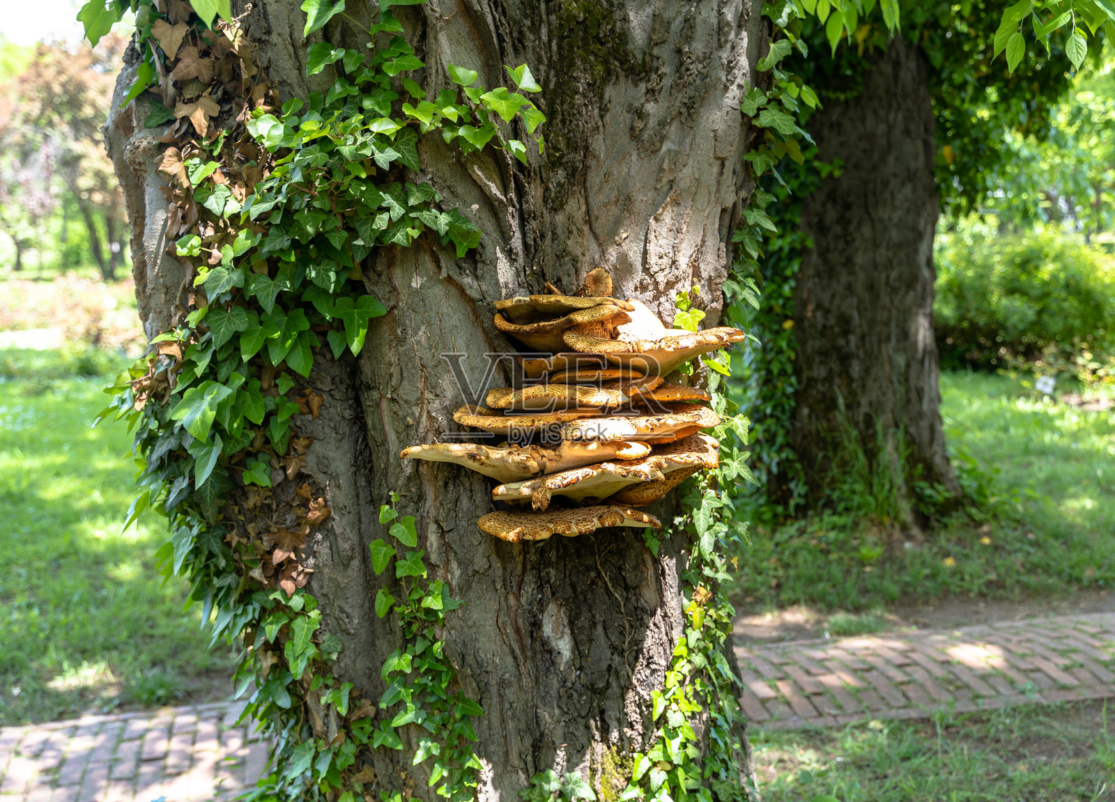 蘑菇照片摄影图片