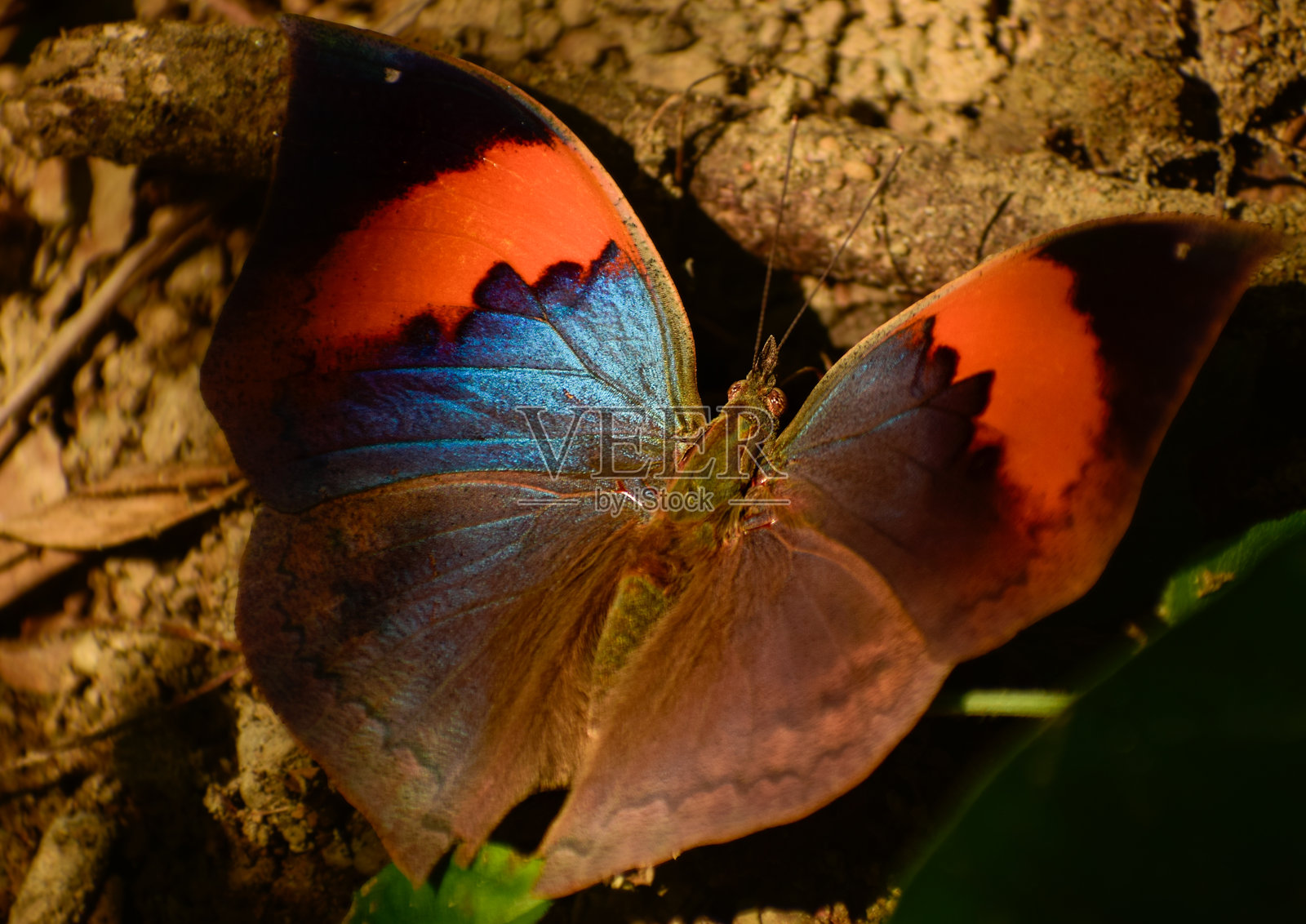 在森林栖息地中展开的卡利马蝶翅膀照片摄影图片