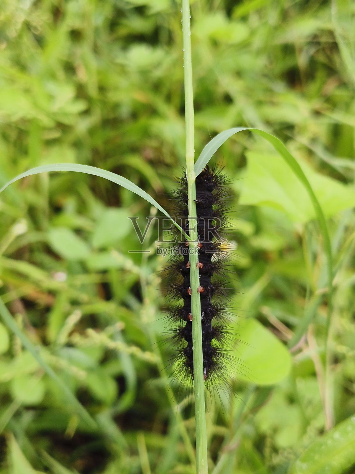蛾幼虫照片摄影图片