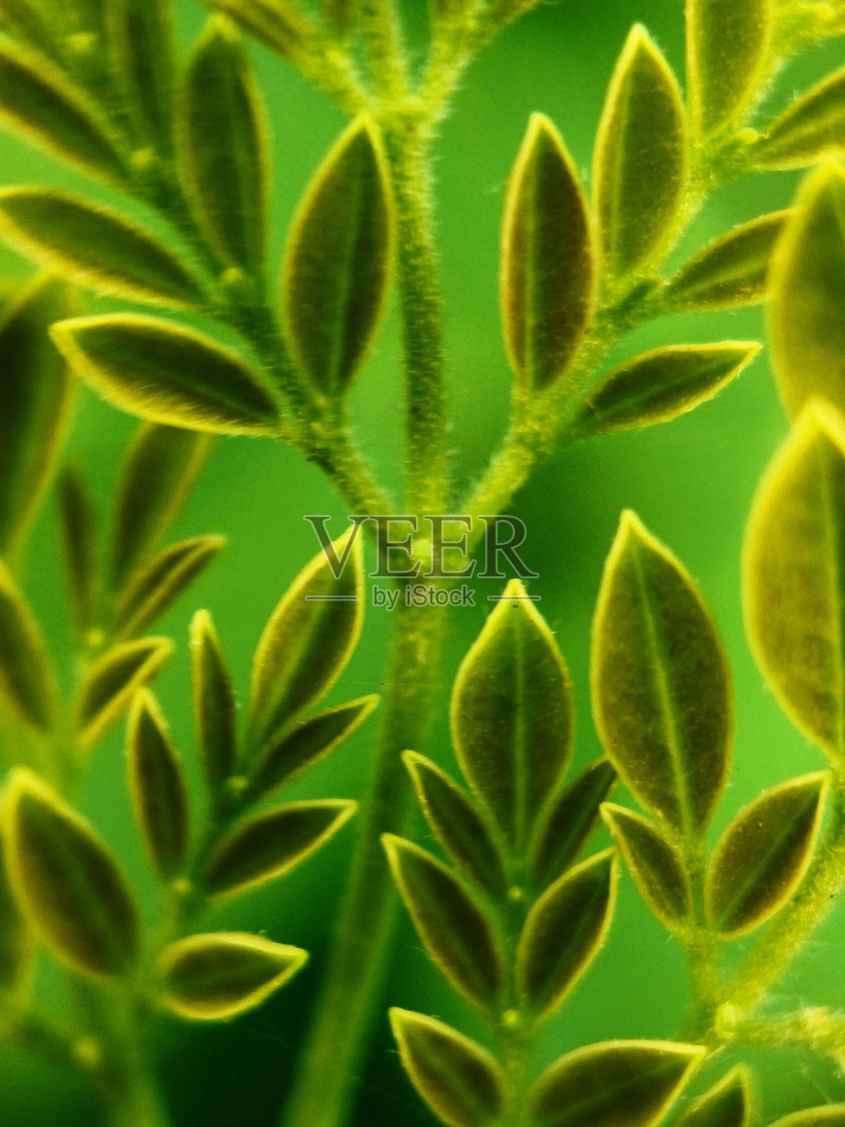 小叶子照片摄影图片