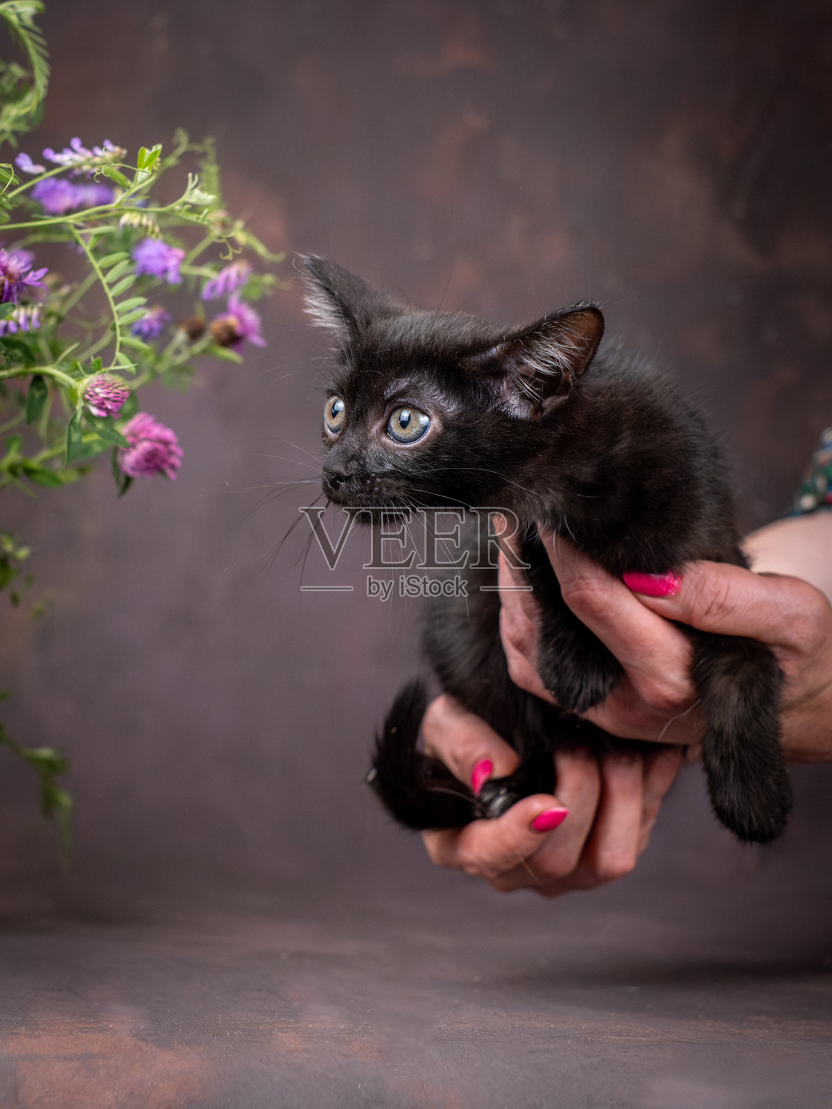 一只小黑猫，拥有巨大的绿色眼睛，和花朵一起在棕色背景上摆姿势。摄影棚拍摄。照片摄影图片