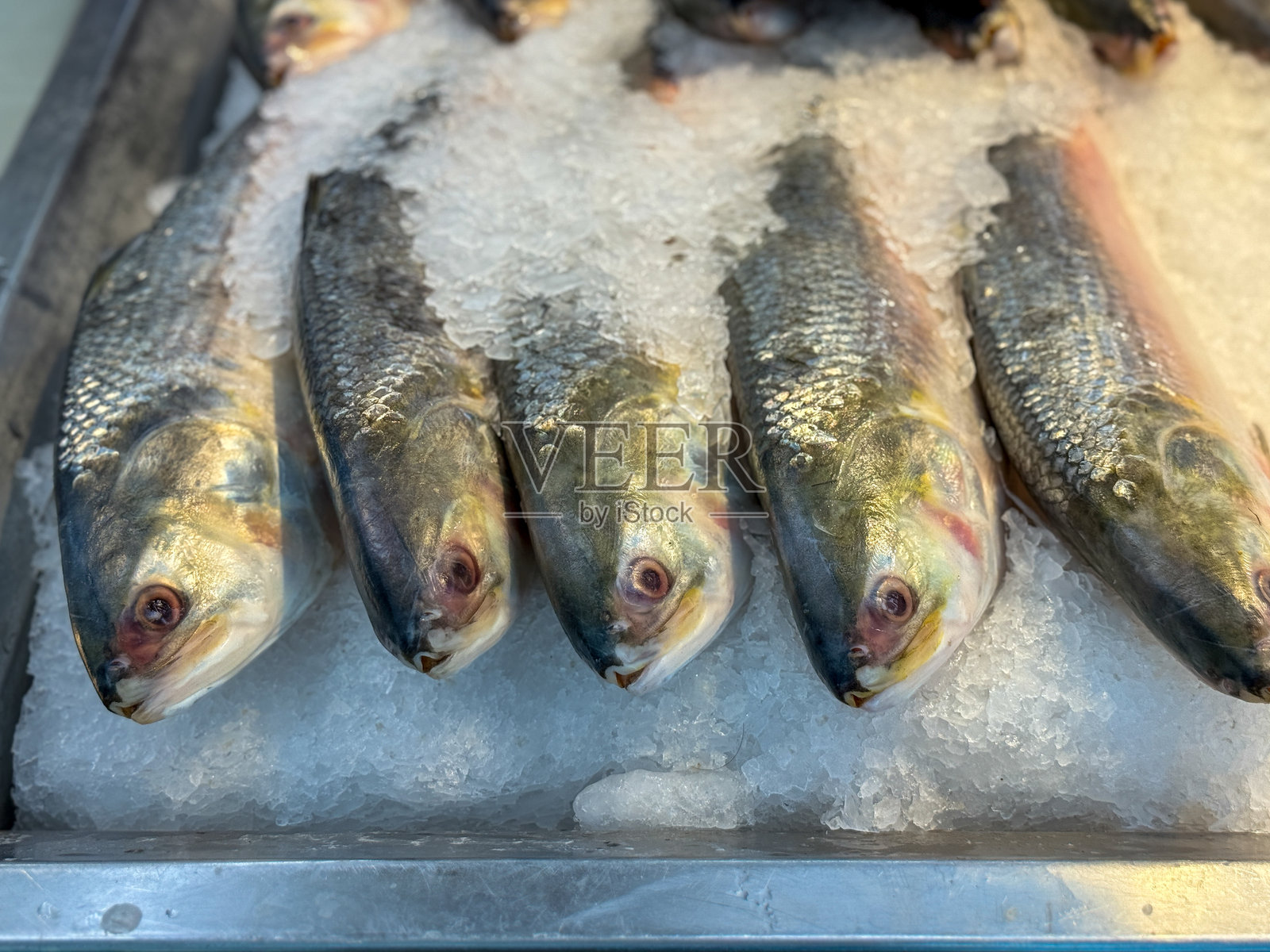 孟加拉国市场上冰上展示的新鲜伊利什鱼照片摄影图片