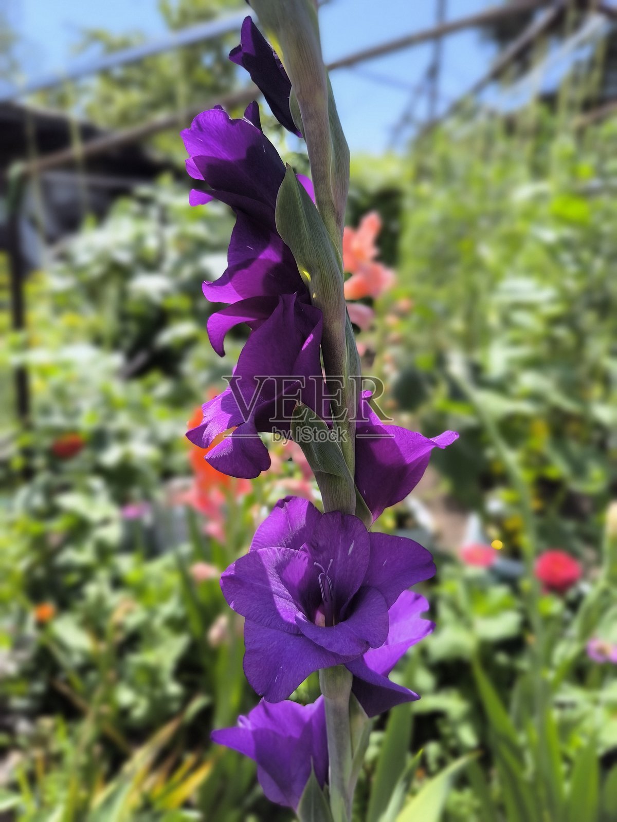 紫色剑兰在花园中优雅绽放，夏日之美，花卉优雅，自然之美照片摄影图片