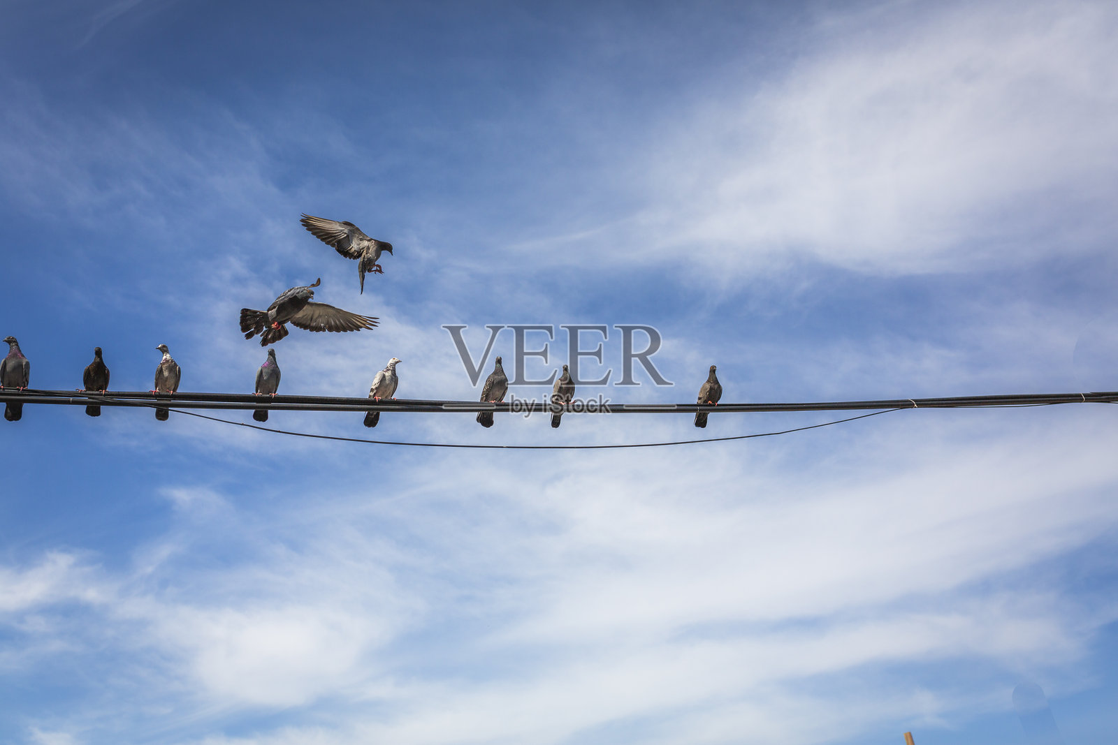 鸽子栖息在电缆上照片摄影图片