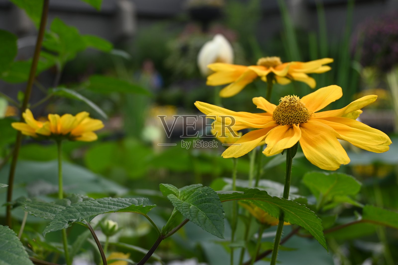 牛眼向日葵 - 田野 - 黄色花朵照片摄影图片