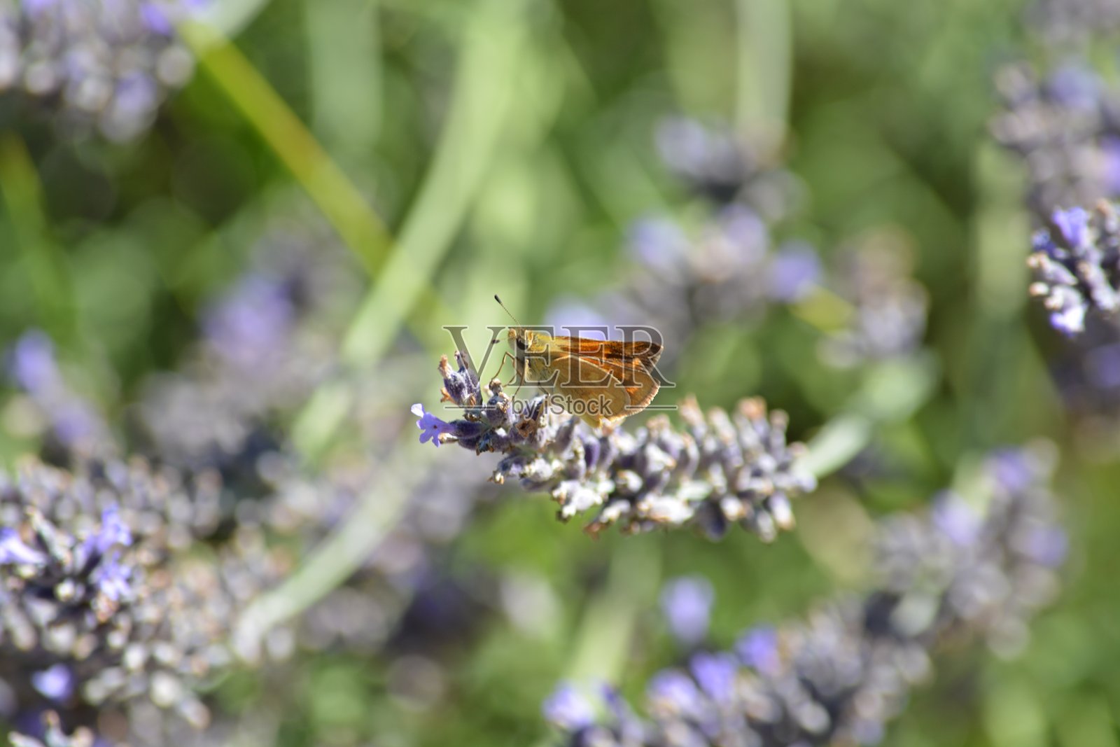 薰衣草中的小仙女照片摄影图片
