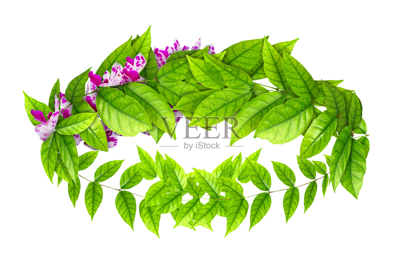 树叶的皇冠。照片摄影图片