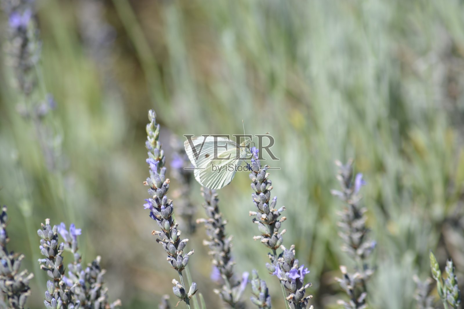 在紫色海洋中的白色照片摄影图片