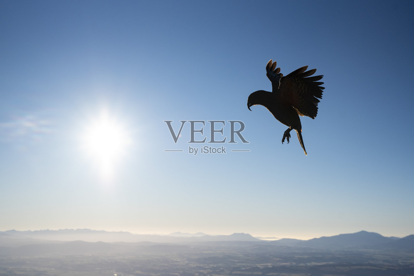 新西兰凯亚山鹦鹉，凯普勒步道照片摄影图片