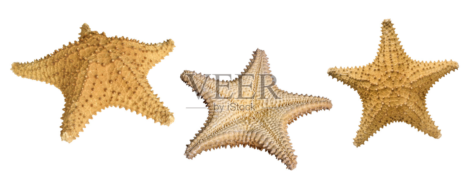 三只海星的剪切图像组合照片摄影图片